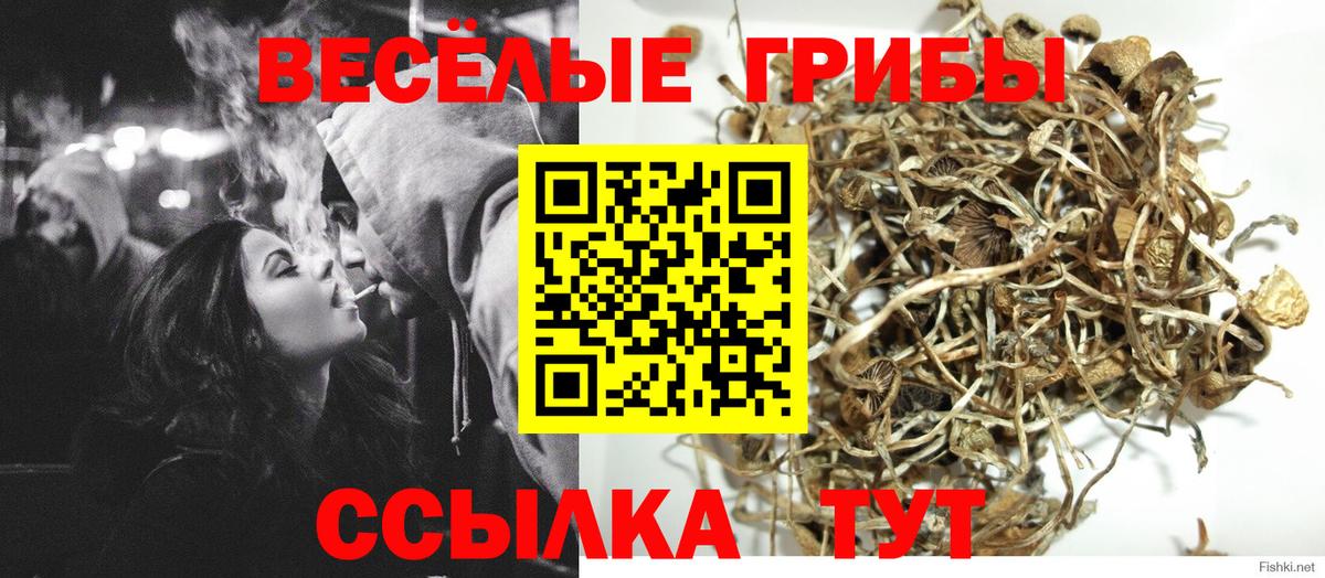Галлюциногенные грибы Psilocybe Ленинск-Кузнецкий